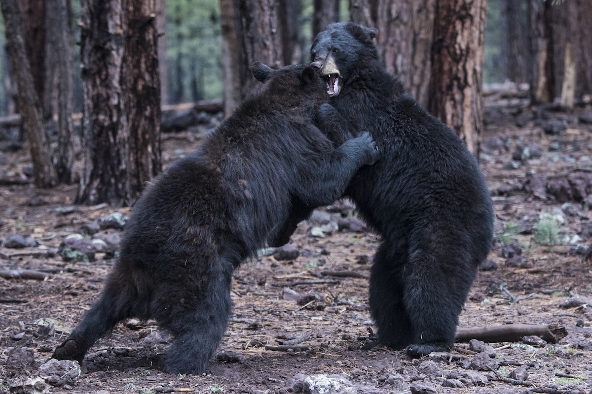 Black Bears fighting