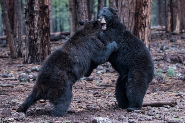 Black Bears fighting