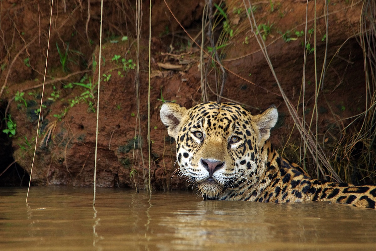 injured jaguar river