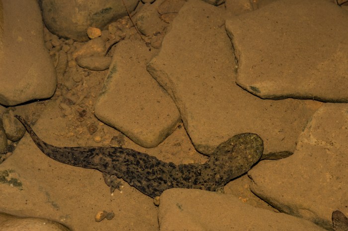 A large lizard looking creature near some rocks