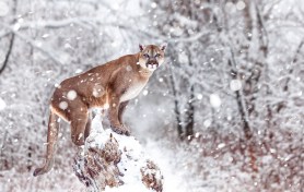 A mountain lion in snow