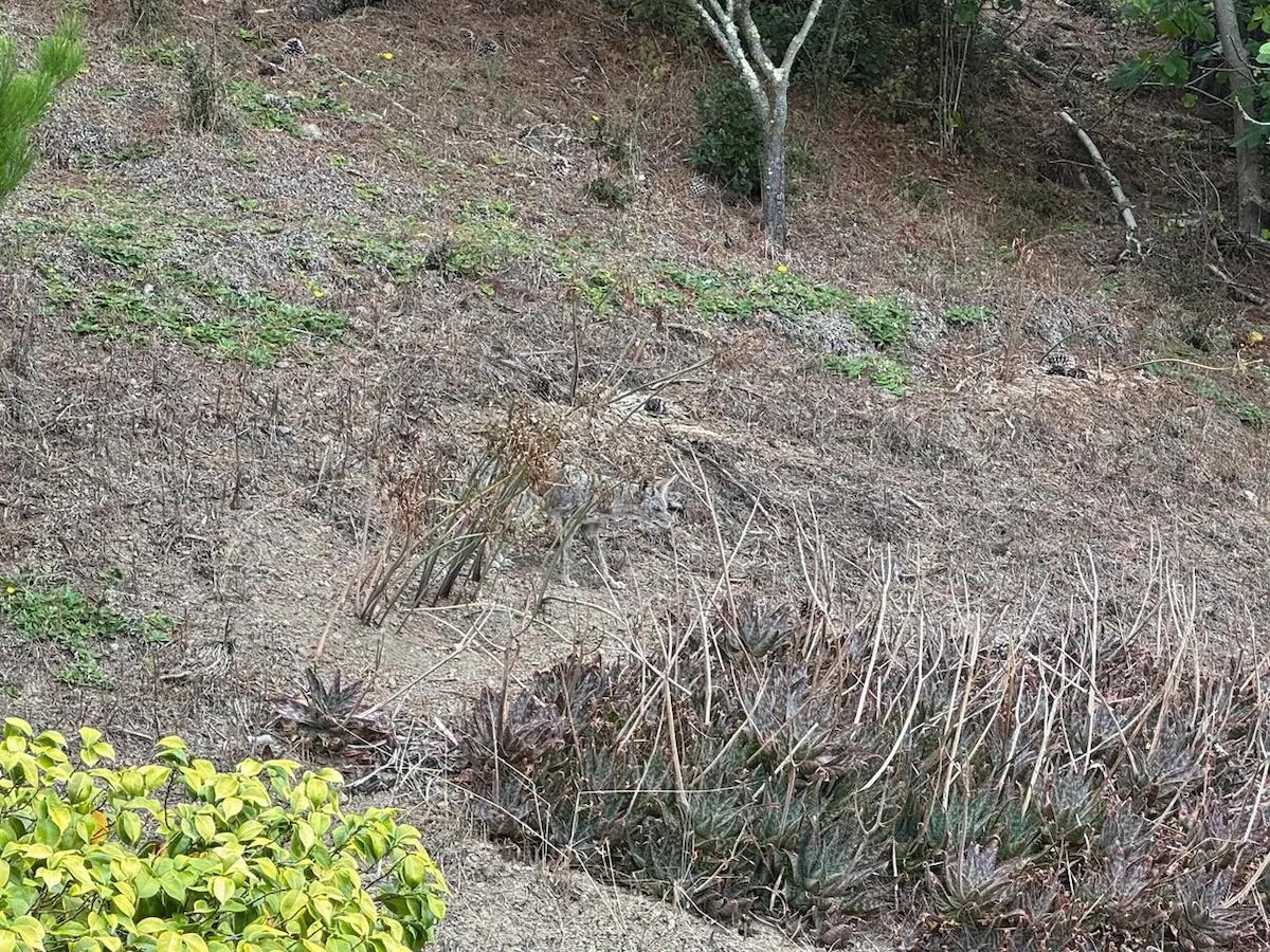 find spot the coyote