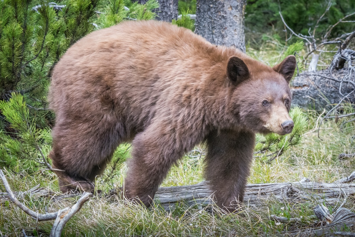 bear mud bath