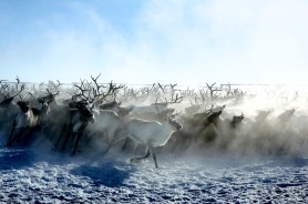 reindeer herd fjord