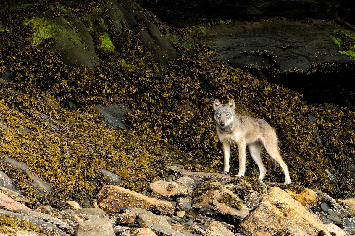 coastal wolf kayaker