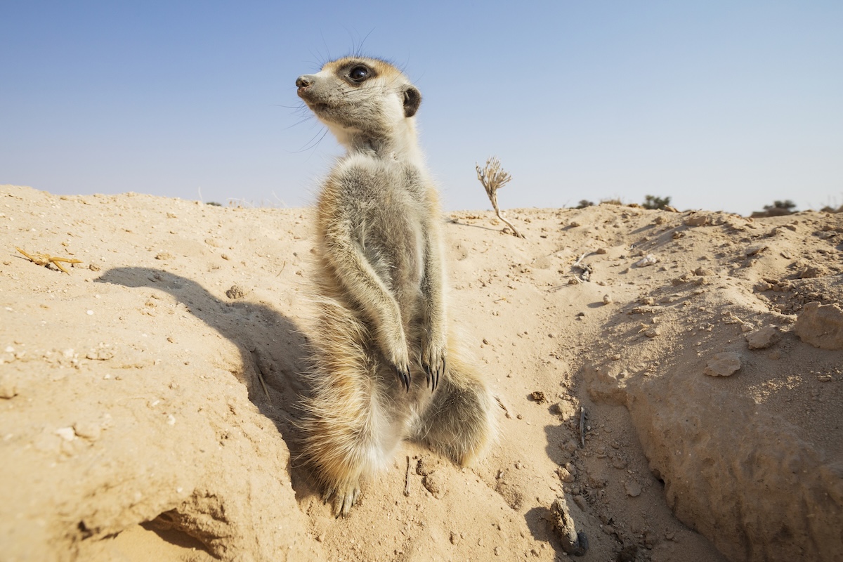 Meerkats video