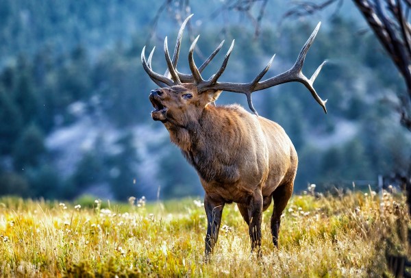bugling elk sound