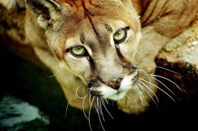 mountain lion boops trail cam