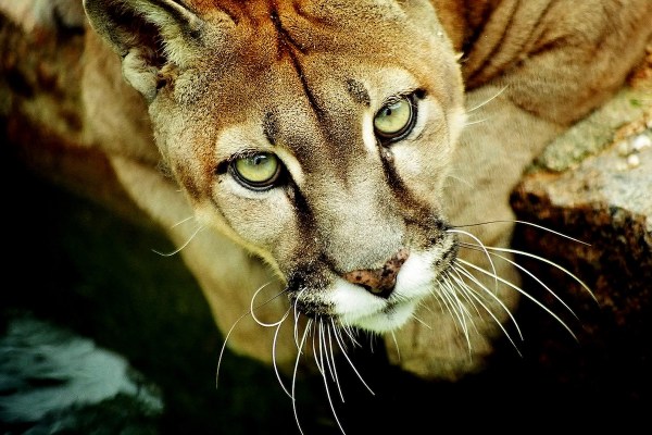 mountain lion boops trail cam