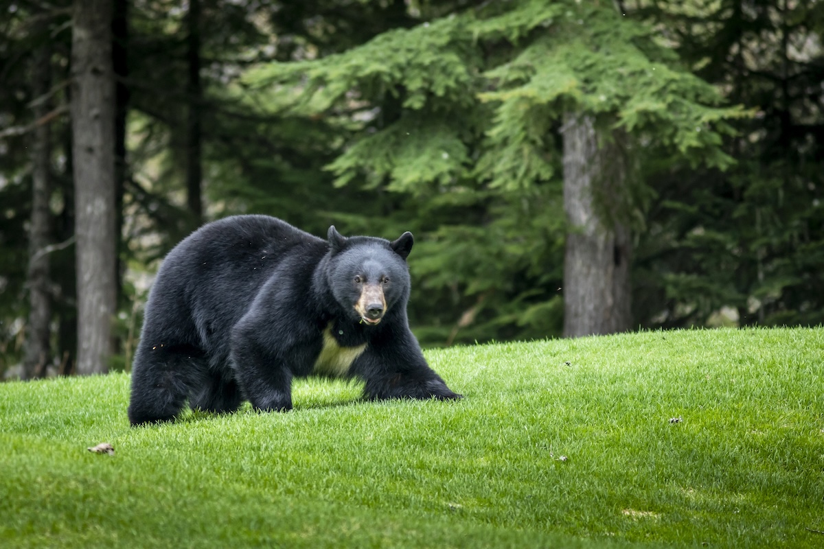 Black bear attacks elderly couple