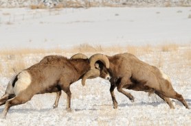 bighorn sheep sound