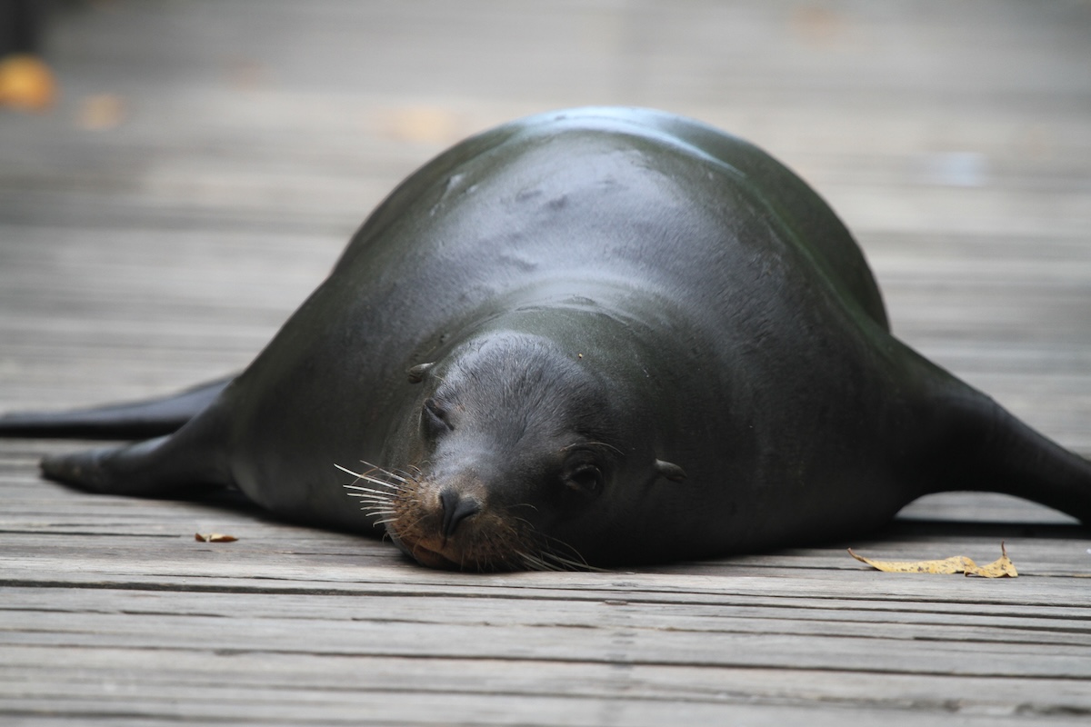 Sea lion road block