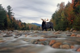 moose photos