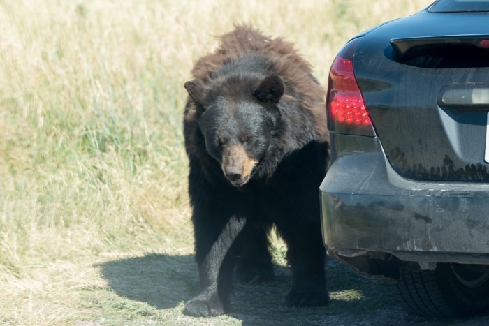 bear wrecks car