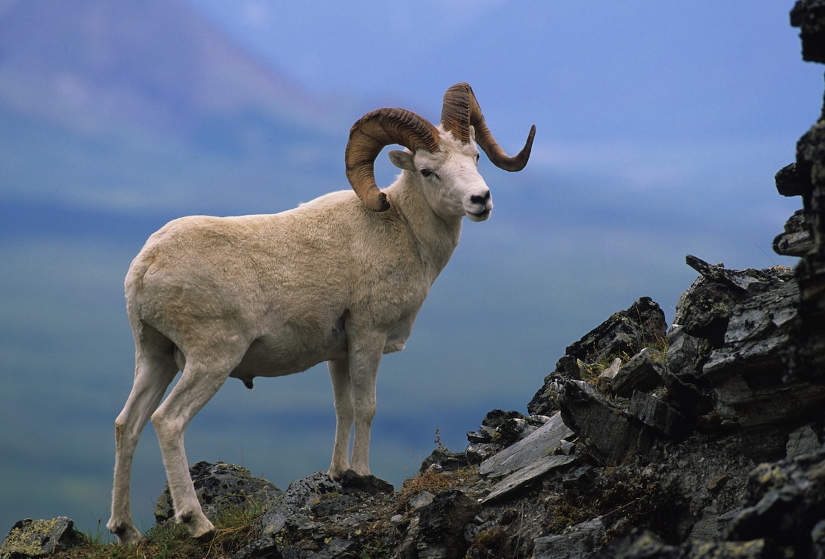 dall's sheep alaska