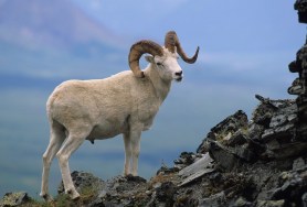 dall's sheep alaska