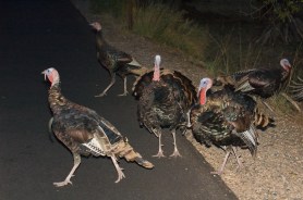Turkey crossing