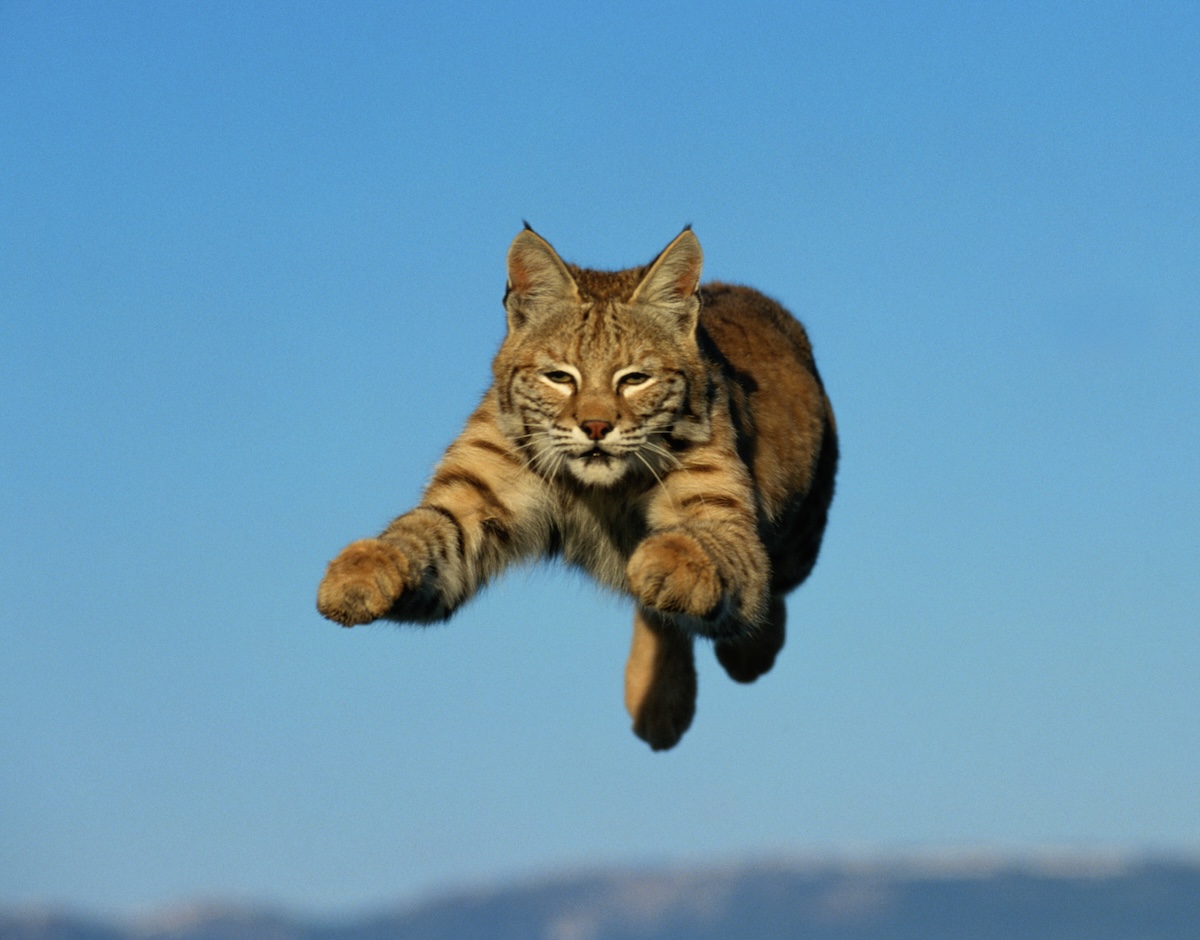 Bobcat leaping
