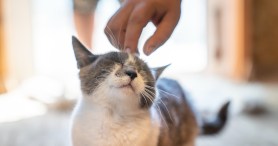 Amazon Delivery Driver Goes Viral For Adorable Cats