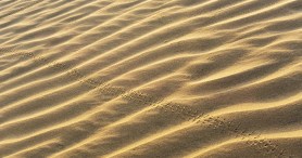 Beachgoer Follows Unusual Tracks And Is Surprised By What They Find