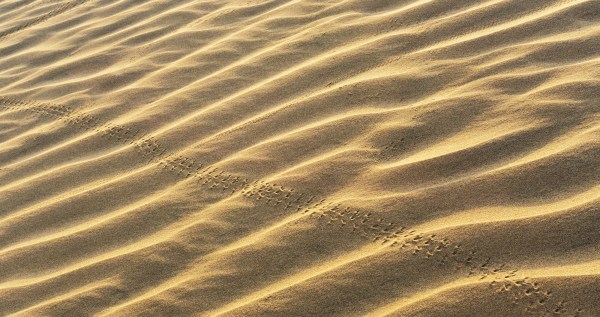 Beachgoer Follows Unusual Tracks And Is Surprised By What They Find
