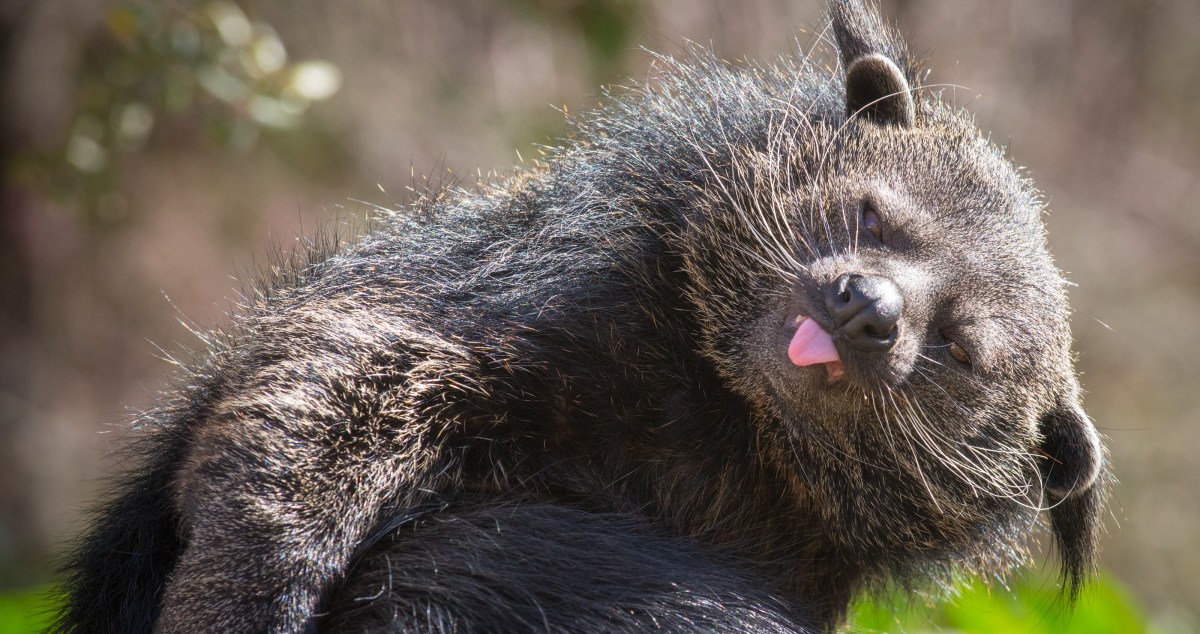 Bearcat bites two people at National Zoo sending them to hospital