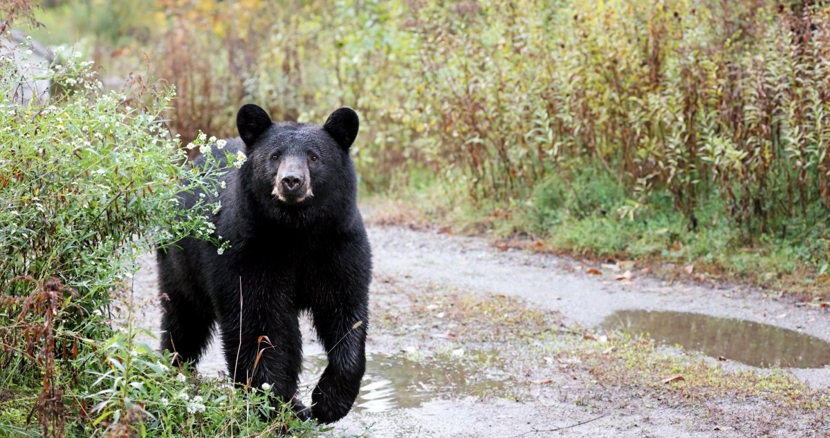 California Resident Is Shocked At Surprise Ding Dong Ditcher