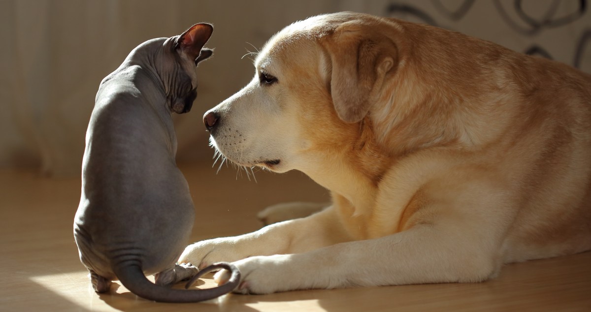 Cat Gives Massages To Senior Pup Who Needs Them In Adorable Video
