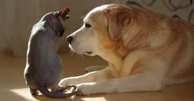 Cat Gives Massages To Senior Pup Who Needs Them In Adorable Video