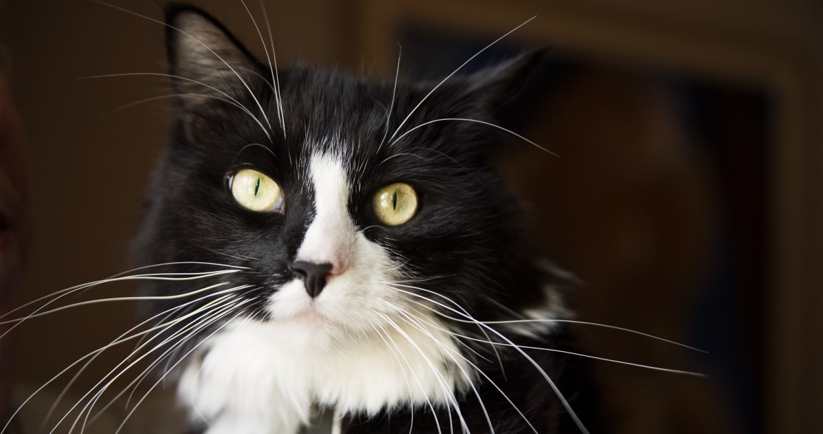 Cat Who Disappeared On Road Trip Is Found Five Months Later