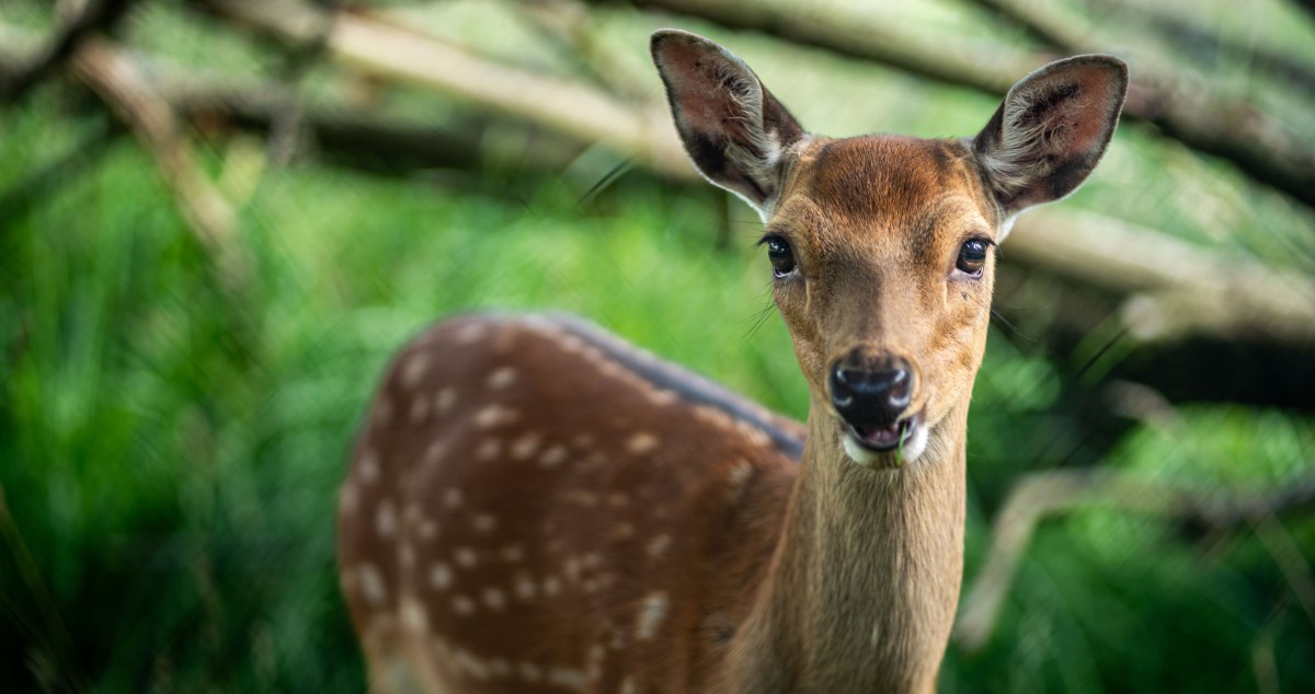 Deer Runs Amok In A Christmas Shop