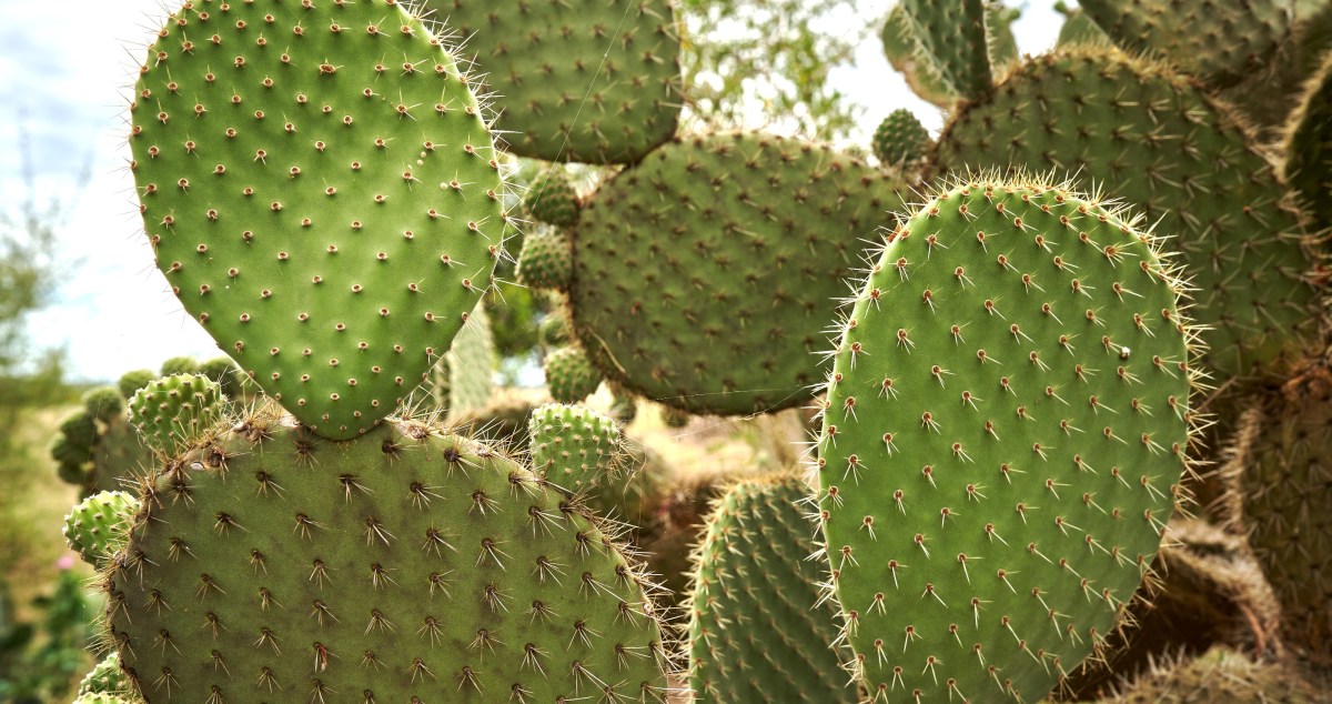 Dog Gets Cactus Stuck On Its Head Owner Films Entire Ordeal
