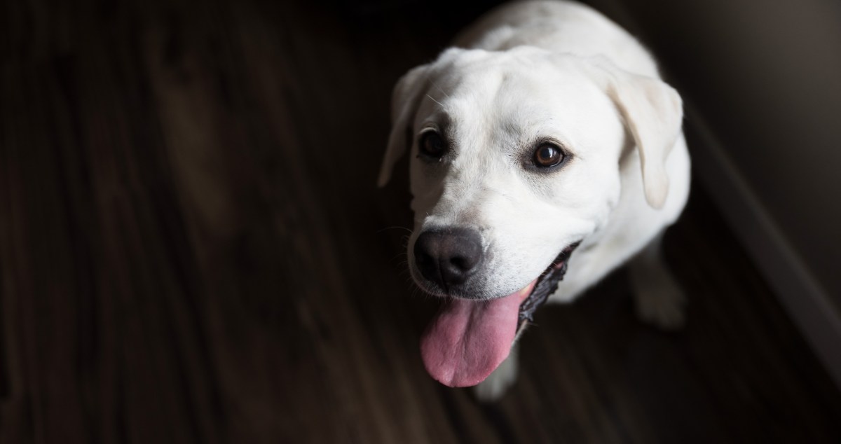 Dog Owner's Heart Breaks When He Sees What His Puppy Does On The Puppy Cam