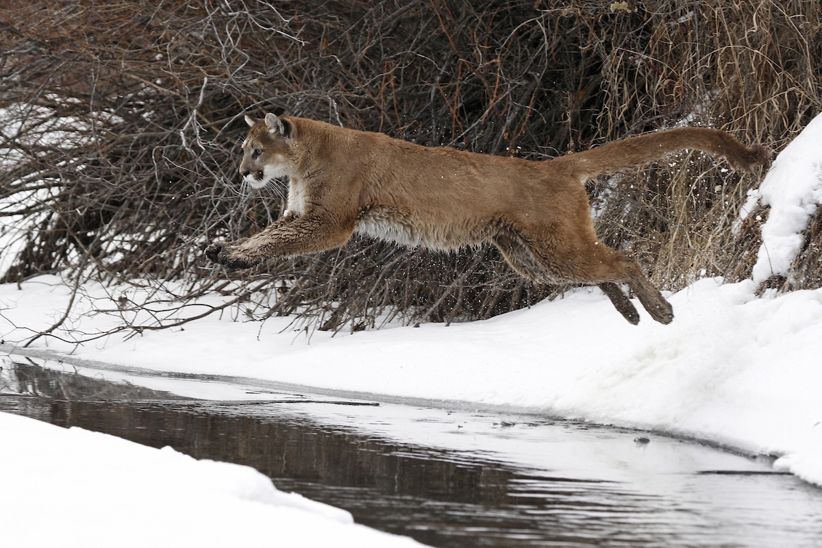 mountain lion trail cam