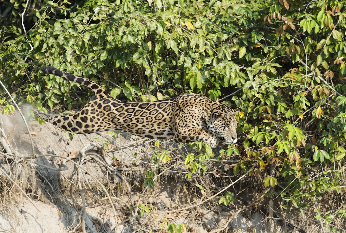 Jaguar prey guatemala
