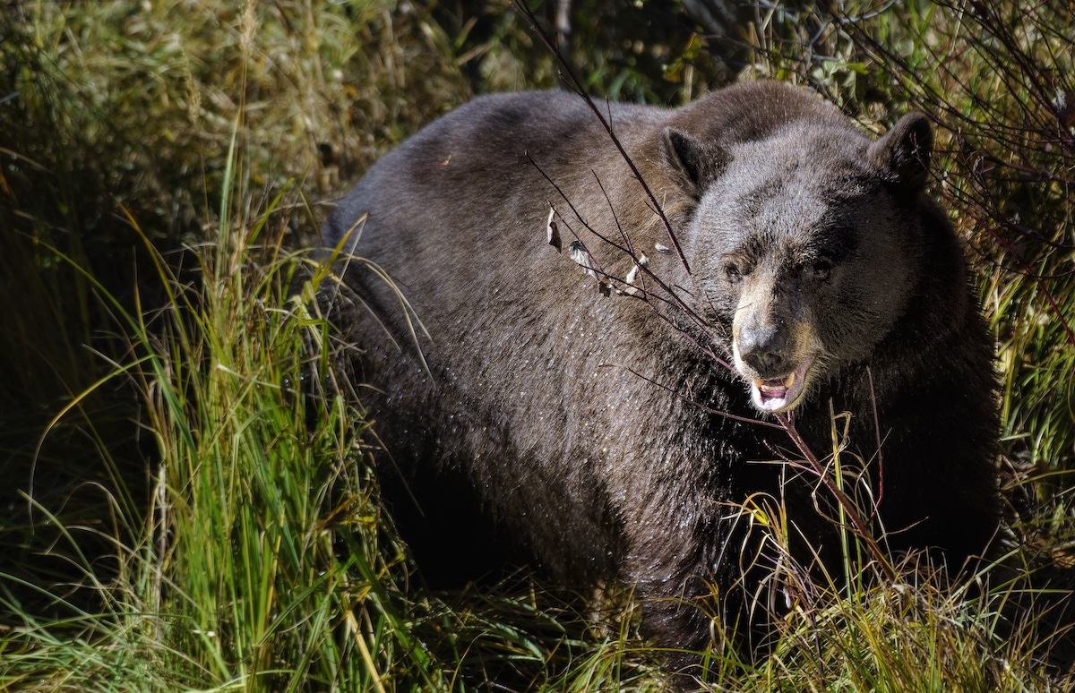 bear under house