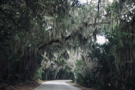 endangered animal florida