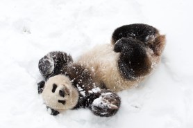 Giant panda snow