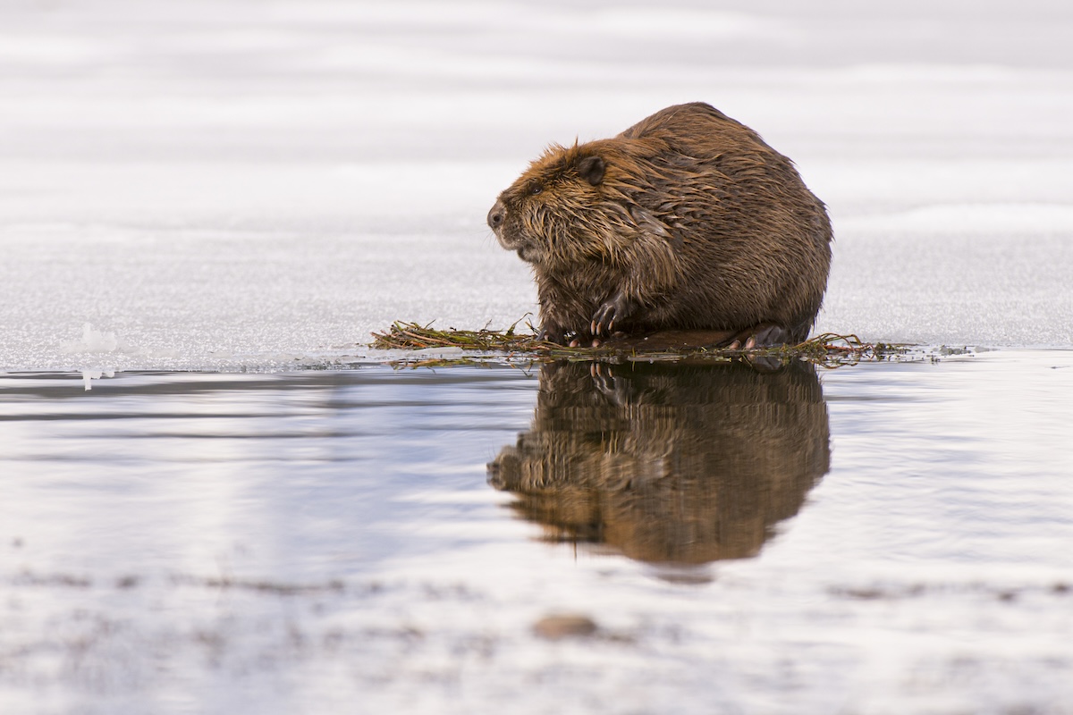 surfing beaver winter
