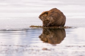 surfing beaver winter