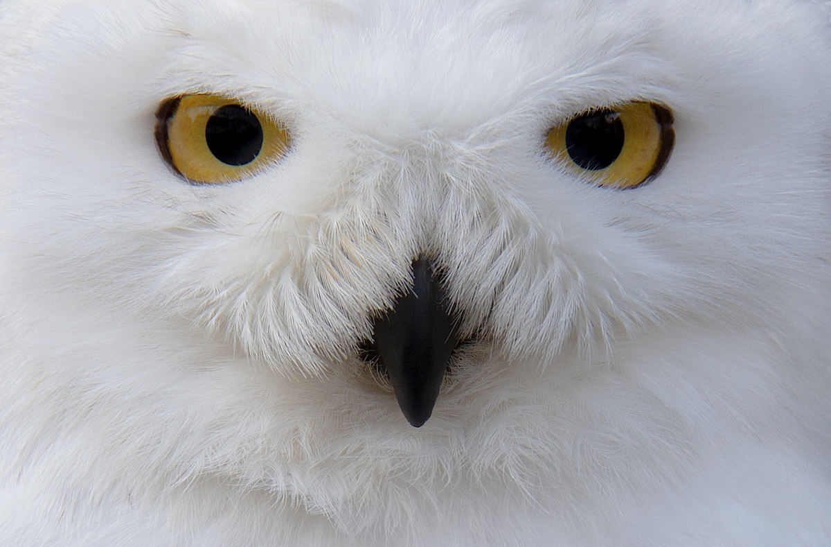 Snowy Owl video