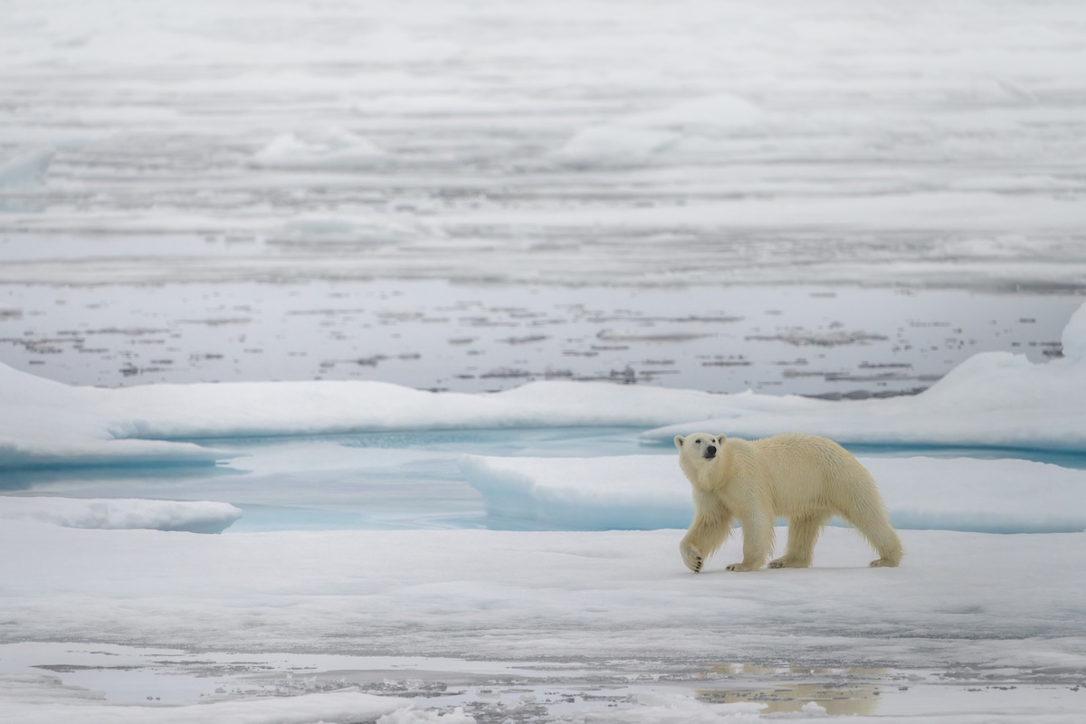Polar bears adapting