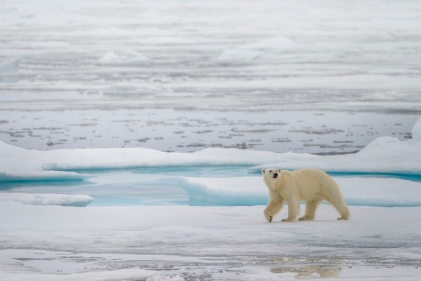 Polar bears adapting