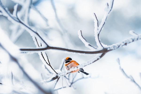 christmas bird count