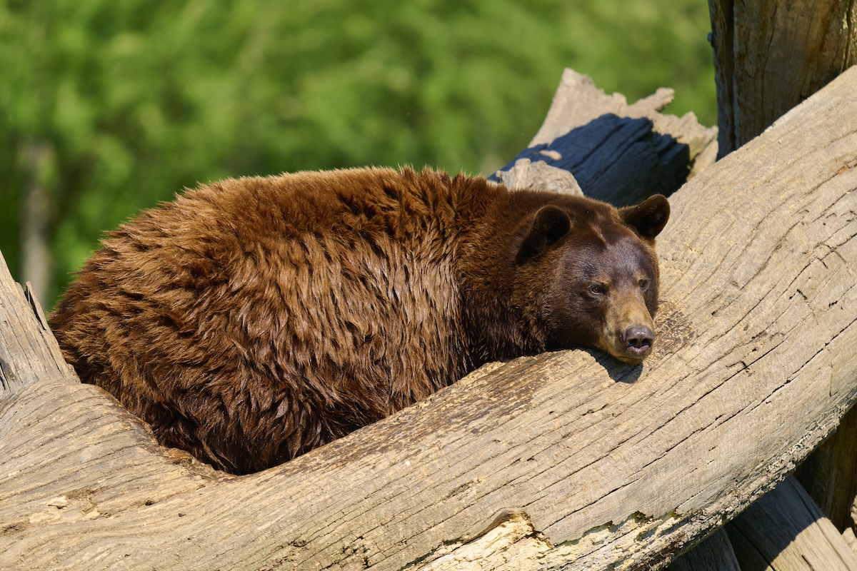 bear campground california