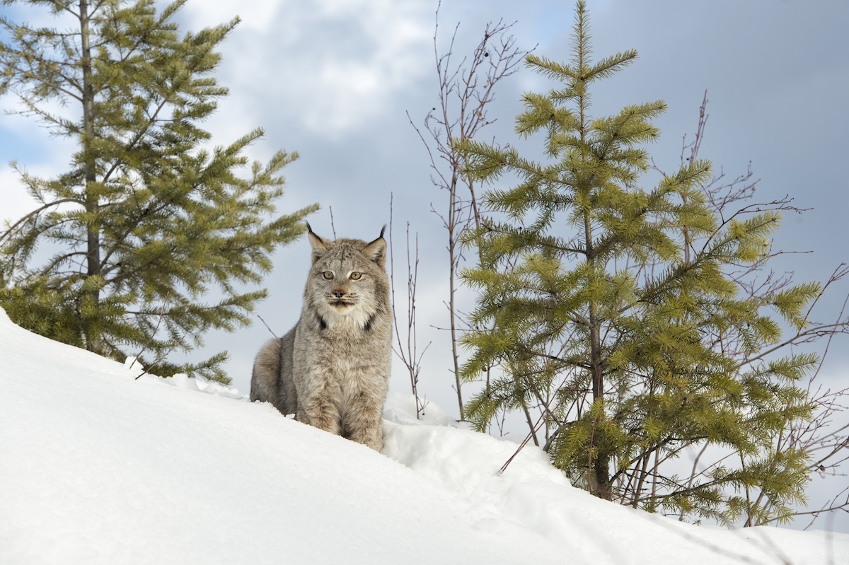canada lynx wail
