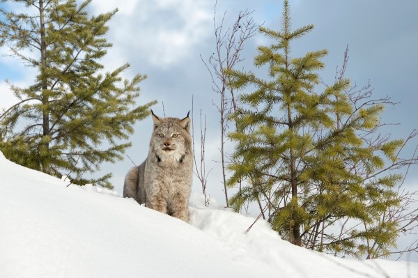 canada lynx wail