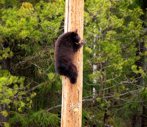 bear utility pole