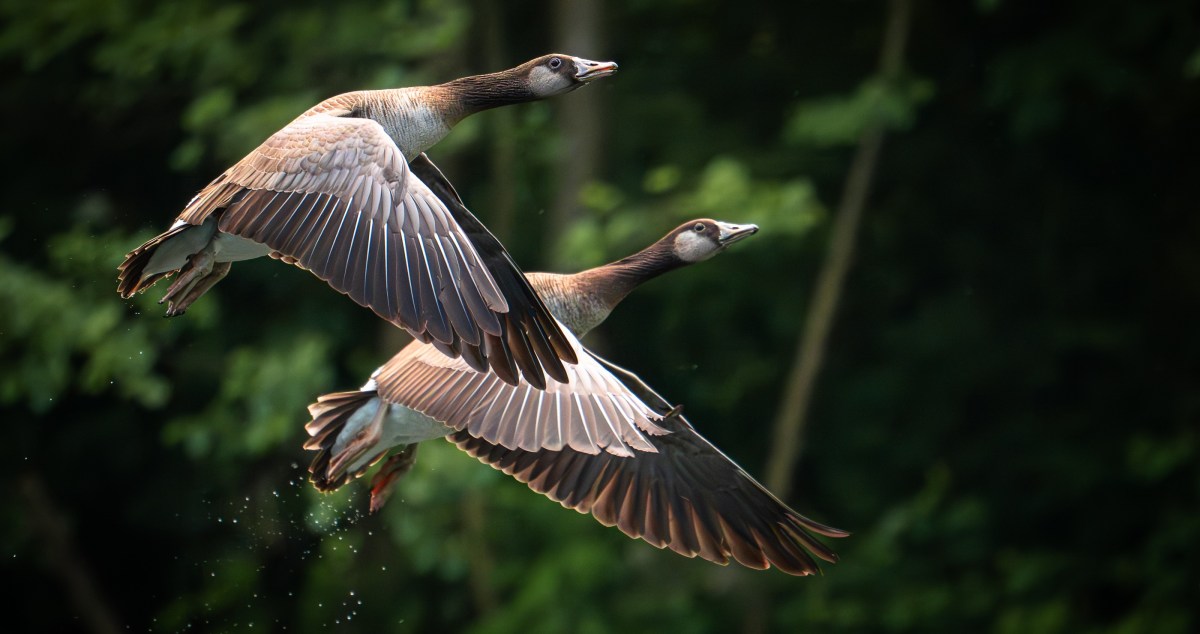 Goose Continuously Shows Up At Family's Door