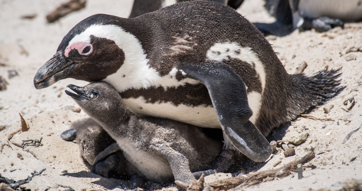Maryland Zoo Celebrates Birth Of African Penguin Chicks